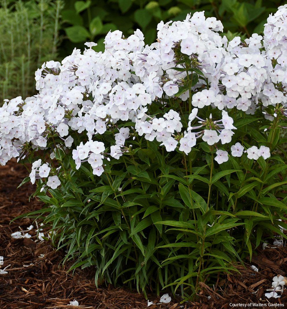 Phlox 'Fashionably Early Crystal' – Rhodes Greenhouses