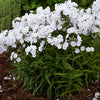 Phlox 'Fashionably Early Crystal'