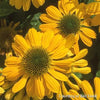Echinacea 'Mellow Yellows'