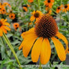 Echinacea 'Tiki Torch'