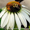 Echinacea p. 'White Swan'