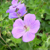 Geranium 'Rozanne'