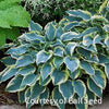 Hosta 'First Frost'