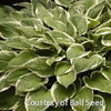 Hosta 'Francee'