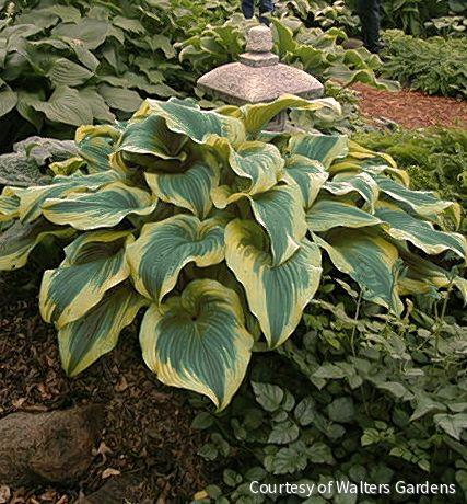 Hosta montana 'Aureo-Marginata'