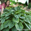 Hosta Shadowland® 'Empress Wu'