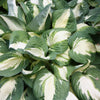 Hosta 'Vulcan'