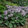 Hosta 'Blue Mouse Ears'