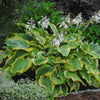 Hosta Shadowland® 'Seducer'