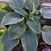Hosta Shadowland® 'Wu-La-La'