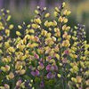 Baptisia Decadence® 'Pink Lemonade'