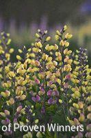Baptisia Decadence® 'Pink Lemonade'