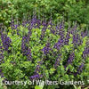 Baptisia Decadence® 'Sparkling Sapphires