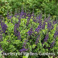 Baptisia Decadence® 'Sparkling Sapphires