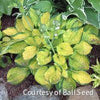Hosta 'Rainforest Sunrise'
