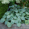 Hosta sieboldiana 'Elegans'