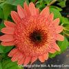 Echinacea p. 'Raspberry Truffle'