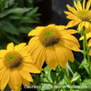 Echinacea Sombrero® Lemon Yellow