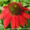 Echinacea Sombrero® Salsa Red