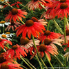 Echinacea 'Tomato Soup'