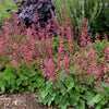 Heuchera 'Berry Timeless'