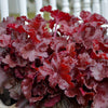 Heuchera Dolce® 'Cherry Truffles'