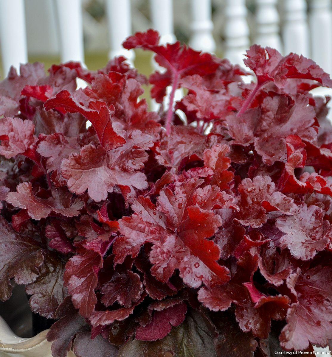 Heuchera Dolce® 'Cherry Truffles'