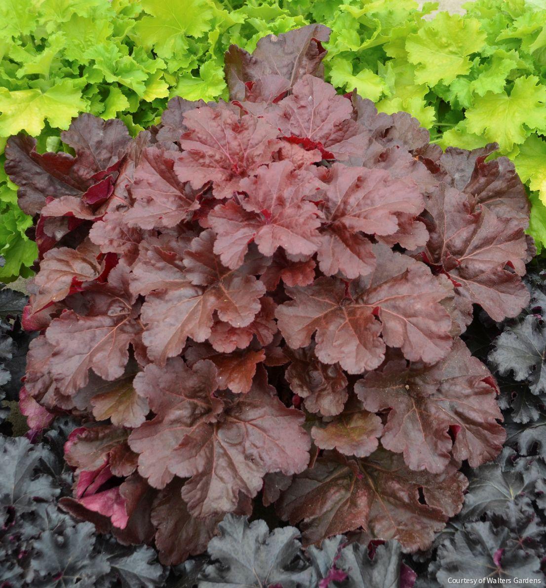 Heuchera Primo® 'Mahogany Monster'