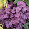 Heuchera Primo® 'Wild Rose'
