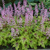 Heucherella Fun and Games® 'Eye Spy'