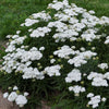 Achillea 'Firefly Diamond'