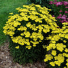 Achillea 'Firefly Sunshine'