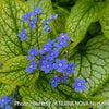 Brunnera m. 'Alexander's Great'