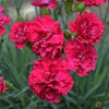 Dianthus Fruit Punch® Cranberry Cocktail