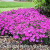 Dianthus 'Paint The Town Fushia'