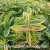 Hypericum c. 'Fiesta'