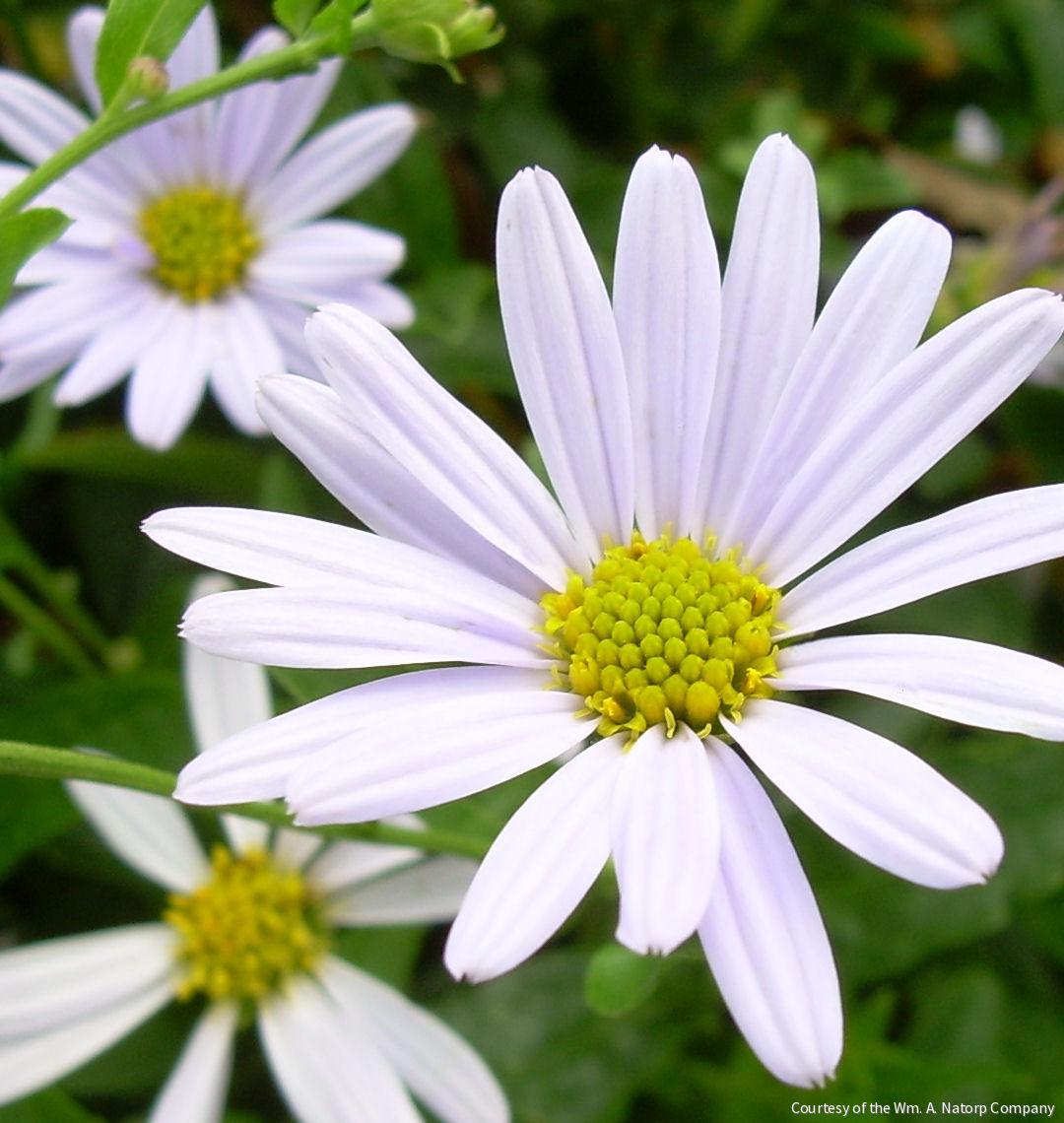 Kalimeris incisa 'Blue Star' – Rhodes Greenhouses