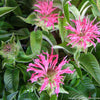 Monarda d. 'Coral Reef'