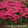 Monarda 'Leading Lady Razzberry'