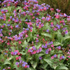 Pulmonaria 'Dark Vader'