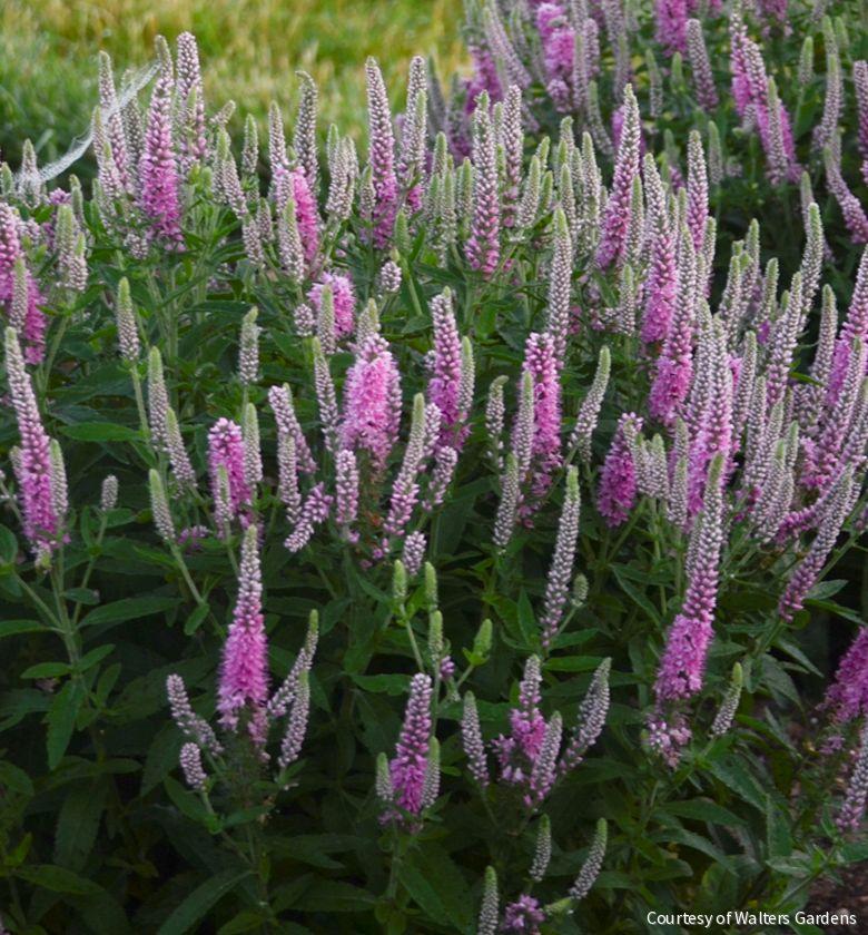 Veronica Magic Show® 'Pink Potion' – Rhodes Greenhouses