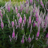 Veronica Magic Show® 'Pink Potion'