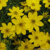 Coreopsis v. 'Zagreb'
