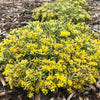 Sedum Rock 'N Grow® 'Boogie Woogie'