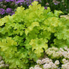 Heuchera 'Lime Ruffles'