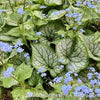Brunnera m. 'Jack Frost'
