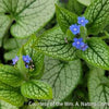 Brunnera m. 'Queen of Hearts'