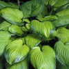 Hosta 'Guacamole'