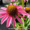 Echinacea Pixie Meadowbrite™