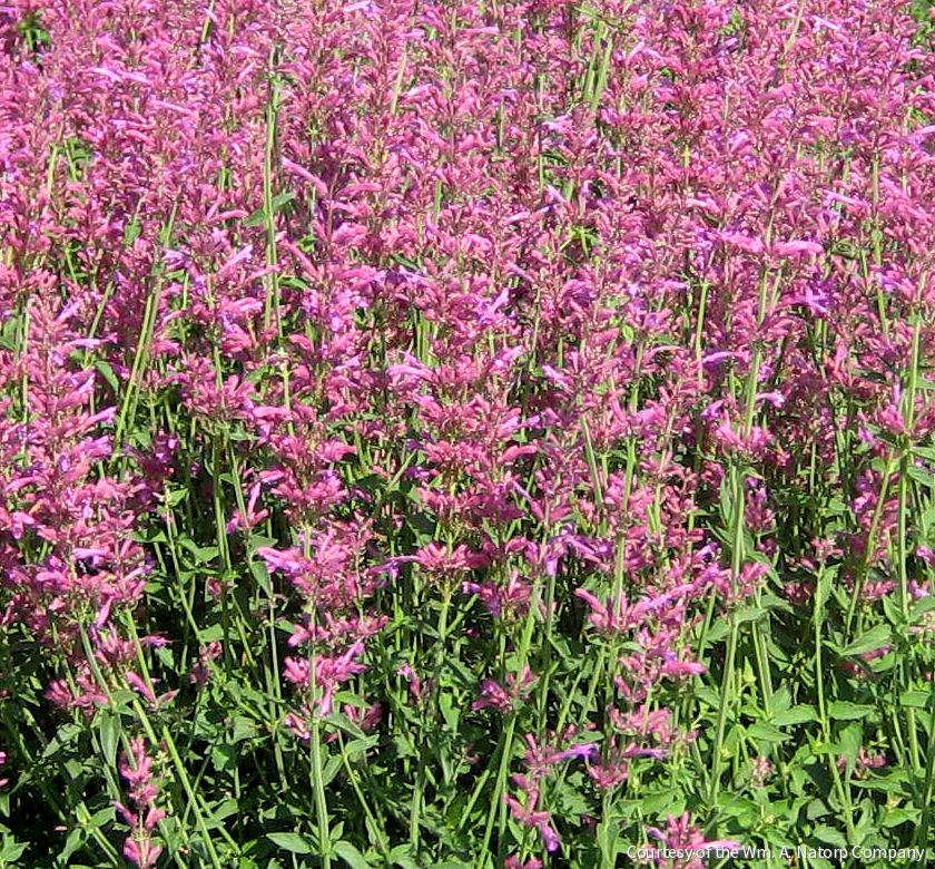Agastache 'Heatwave'